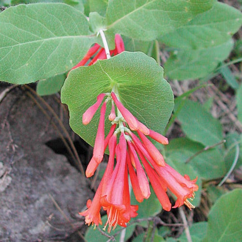 Arizona Honeysuckle Vine