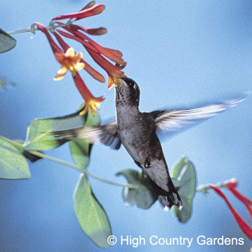 Blanche Sandman Honeysuckle Vine