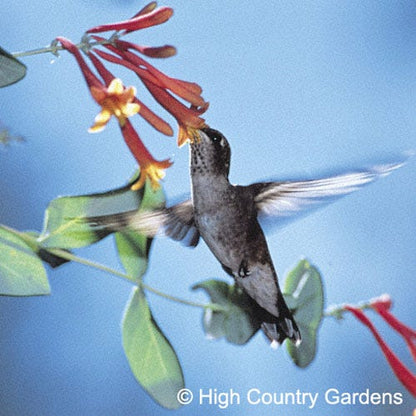 Blanche Sandman Honeysuckle Vine