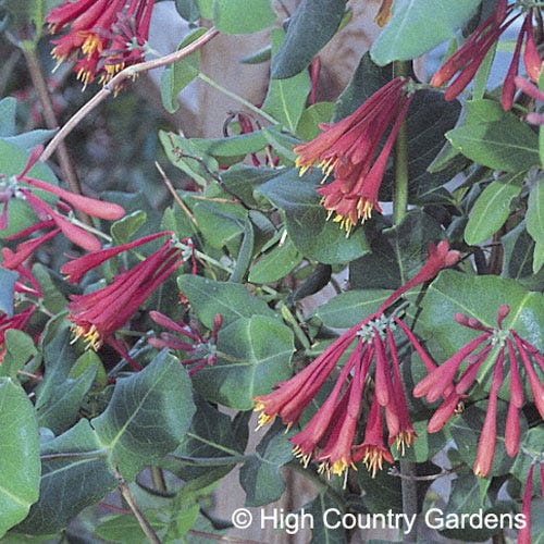 Blanche Sandman Honeysuckle Vine