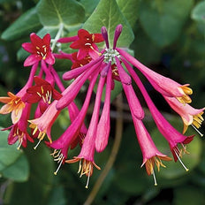 Honeysuckle Vines