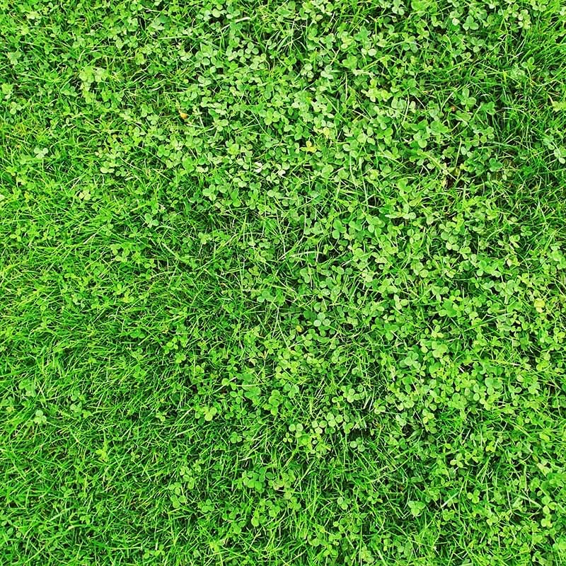 Microclover & Low-Water Lawn Seed Mix