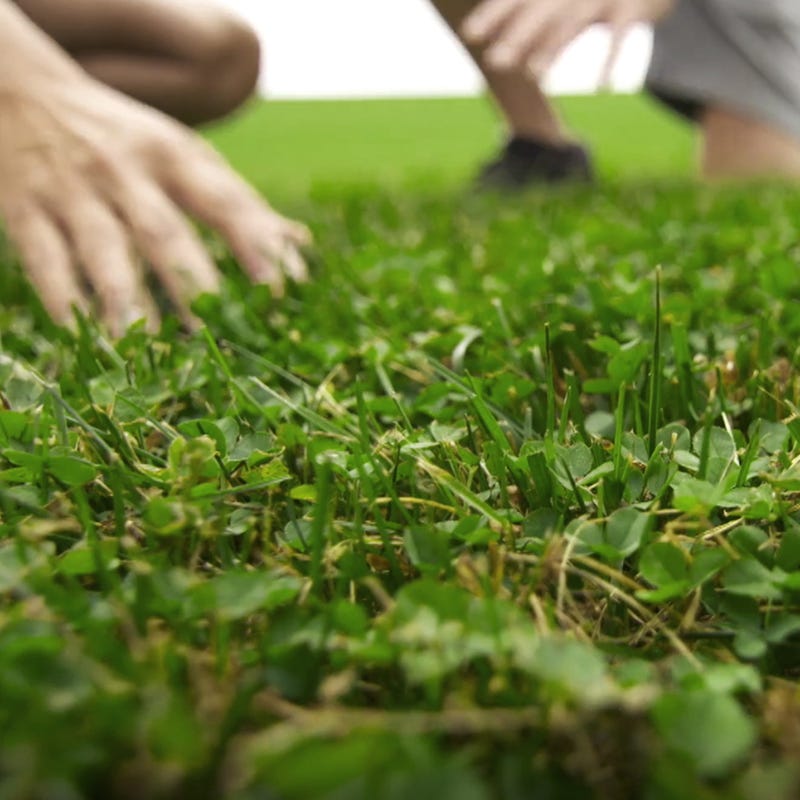 low grow grass seed colorado Microclover Low-Water Lawn Seed Mix