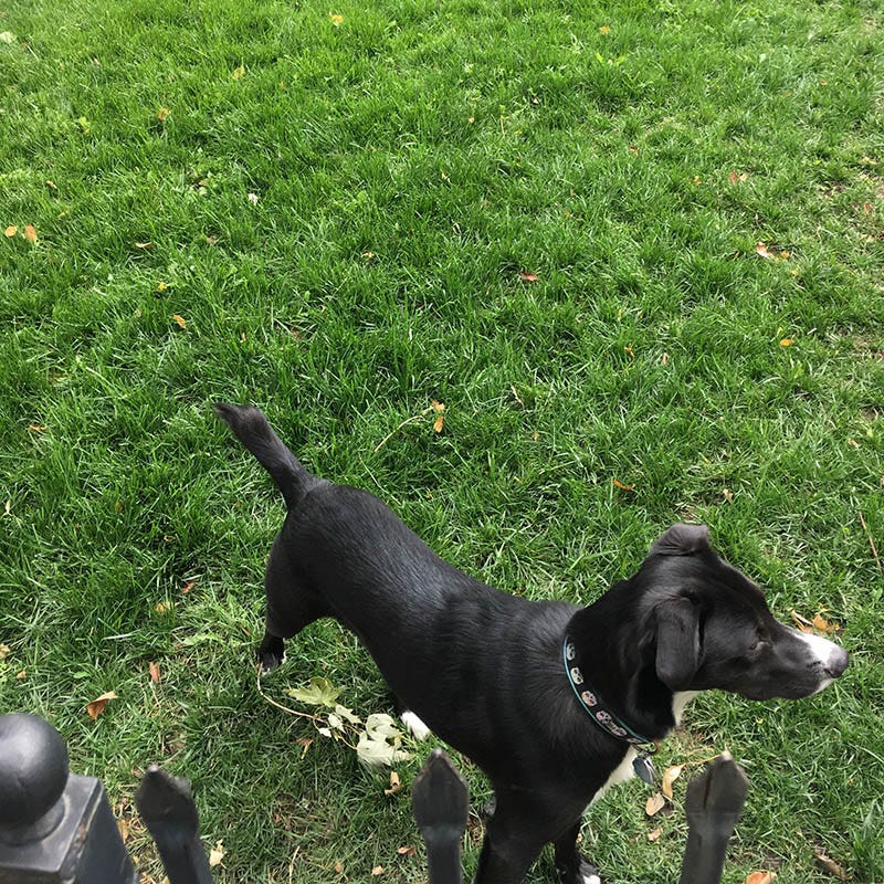 Low Work and Water Dwarf Fescue Grass Seed