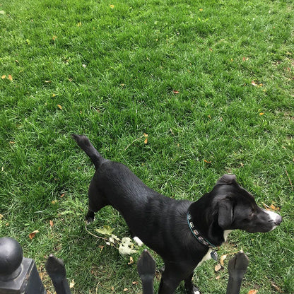 Low Work and Water Dwarf Fescue Grass Seed