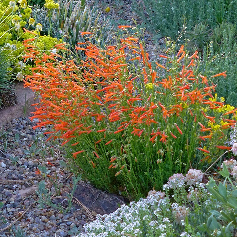 Rock Garden Collection