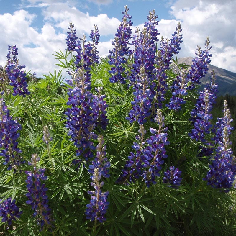 idaho wildflower seeds High Country Meadow Mix Native Wildflower Seed
