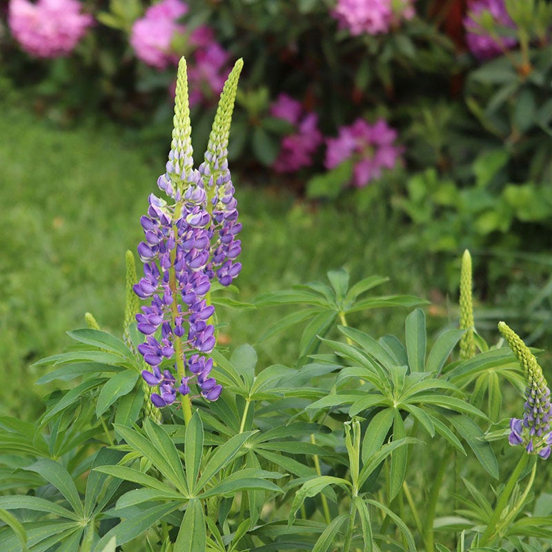 Wild Perennial Lupine - Thumbnail 2