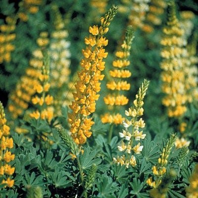 Golden Lupine Seeds, Lupinus densiflorus | High Country Gardens