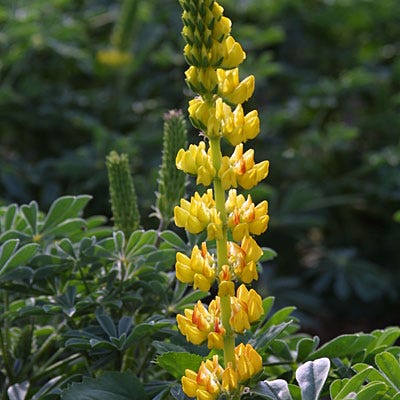 lupine flower from seed Golden Lupine Seeds, Lupinus densiflorus