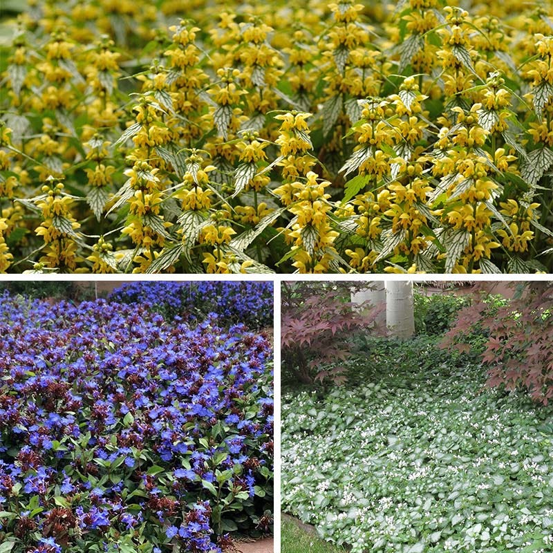 Made For Shade Collection