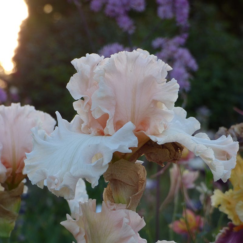 Magical Bearded Iris