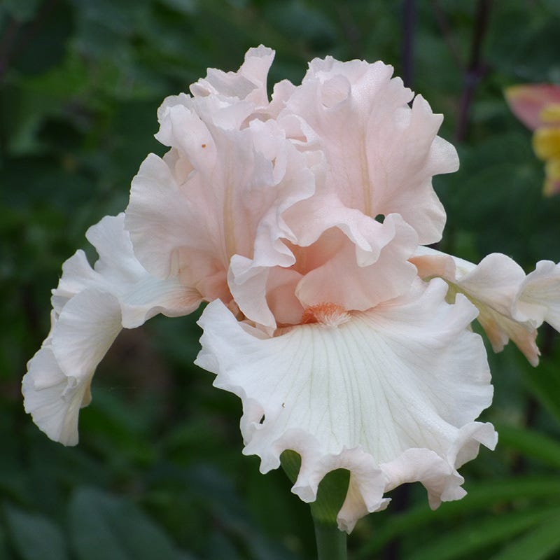 Magical Bearded Iris