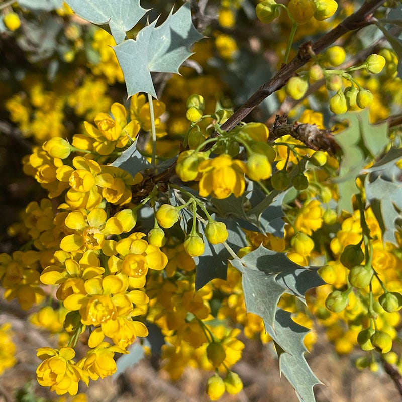 Fremont's Mahonia