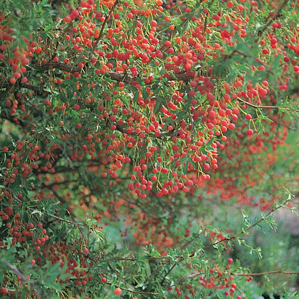 Red Barberry (Mahonia)