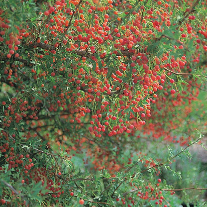 Red Barberry (Mahonia)
