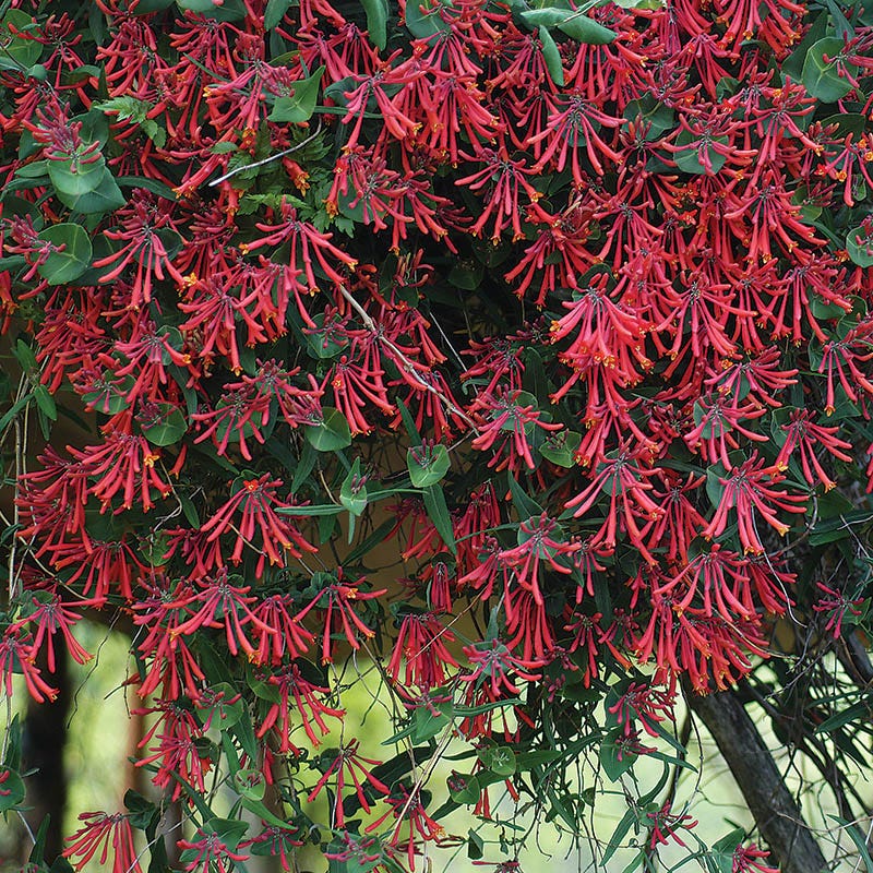 Hummingbird Attracting Collection For The East & Midwest