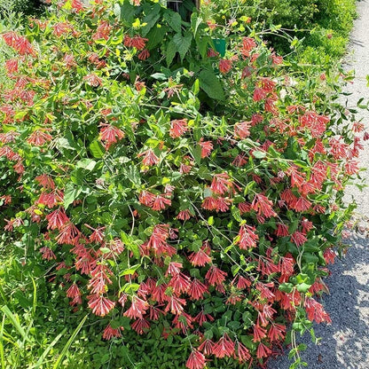Major Wheeler Honeysuckle Vine