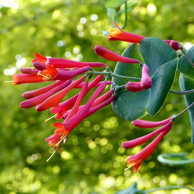 succulent vine with red flowers Major Wheeler Honeysuckle Vine, Lonicera sempervirens