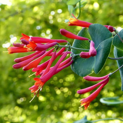 Major Wheeler Honeysuckle Vine