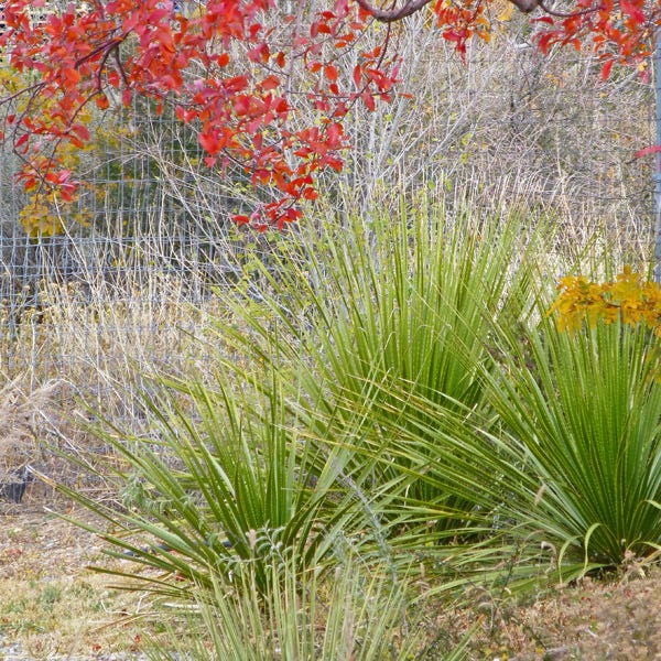 Texas Sotol (Dasylirion) - Thumbnail 3