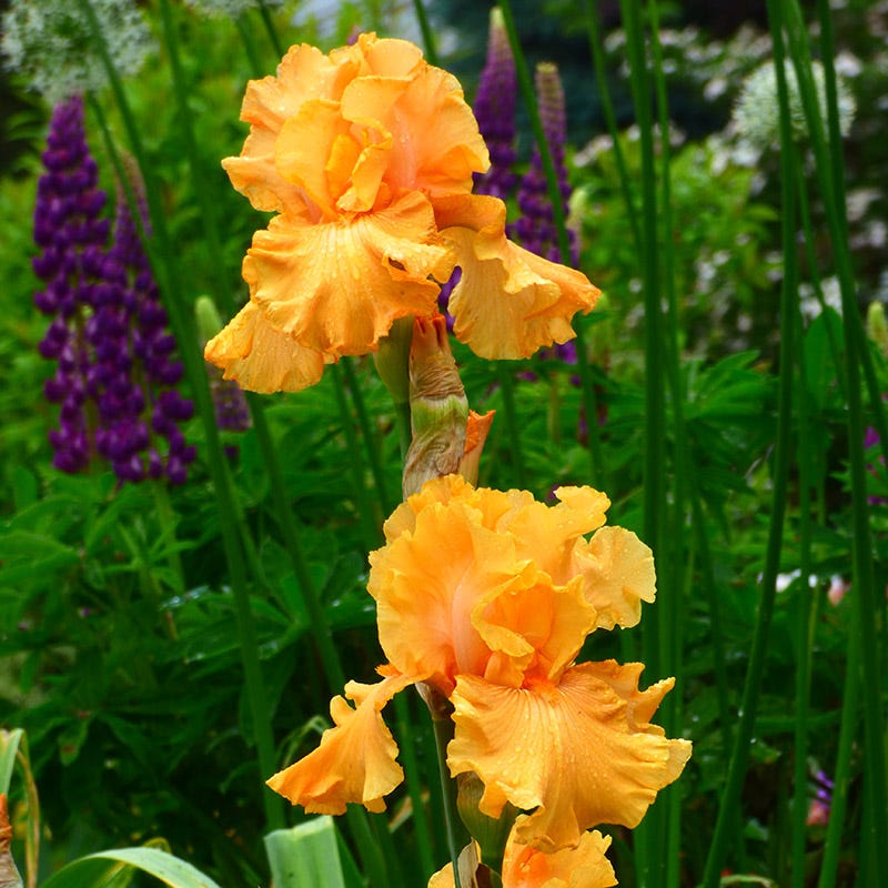 Mango Entree Bearded Iris
