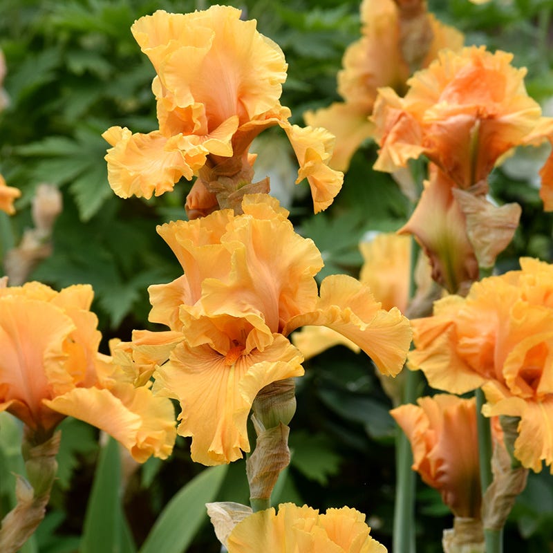 Bearded Iris Mango Entree