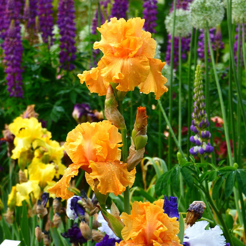 Mango Entree Bearded Iris