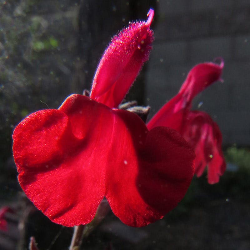 Maraschino Salvia