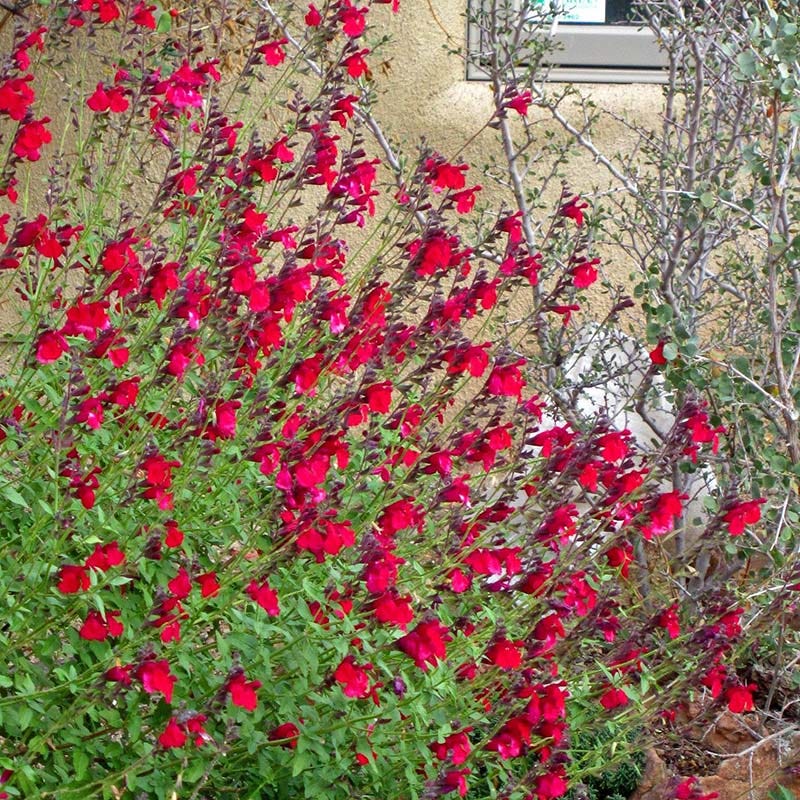 Maraschino Salvia