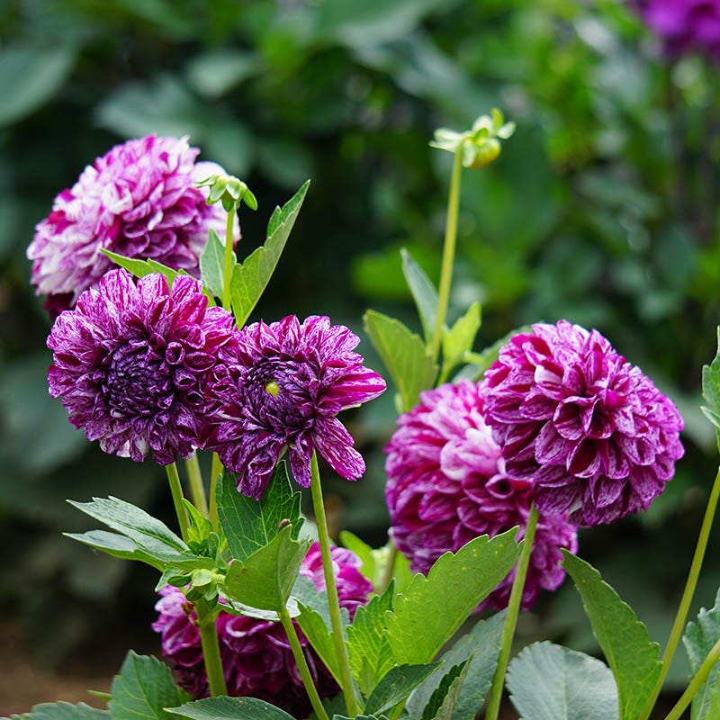 Marble Ball Dahlia - Thumbnail 3