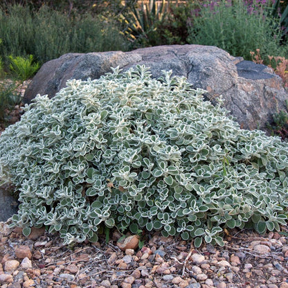 Silver Edged Horehound (Marrubium)