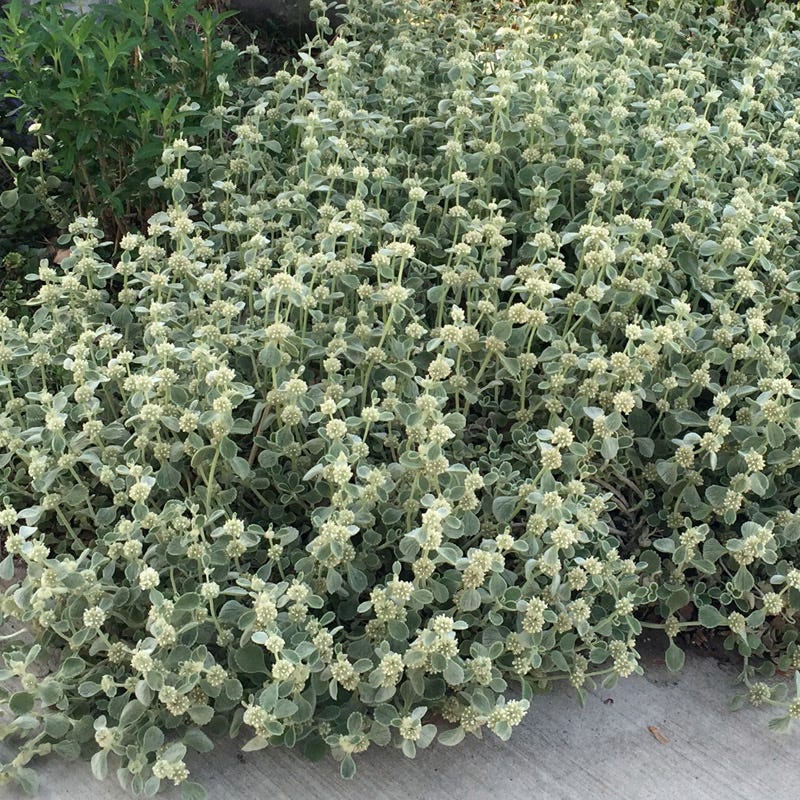 Silver Edged Horehound (Marrubium)