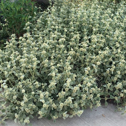 Silver Edged Horehound (Marrubium)