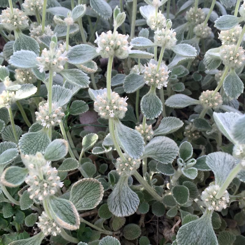 Silver Edged Horehound (Marrubium)