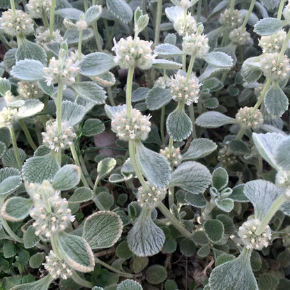 Silver Edged Horehound (Marrubium)