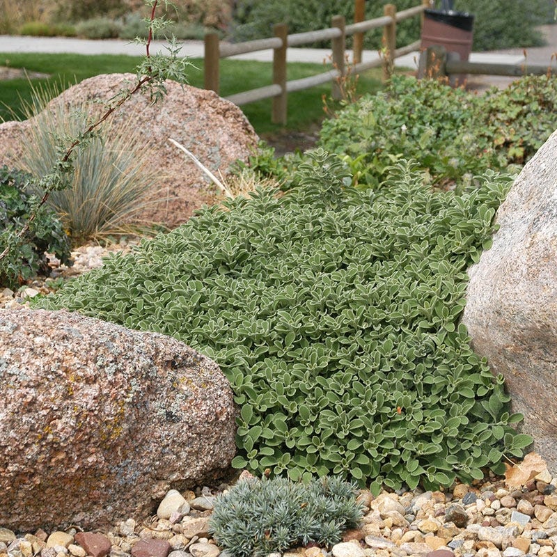 Silver Edged Horehound (Marrubium)