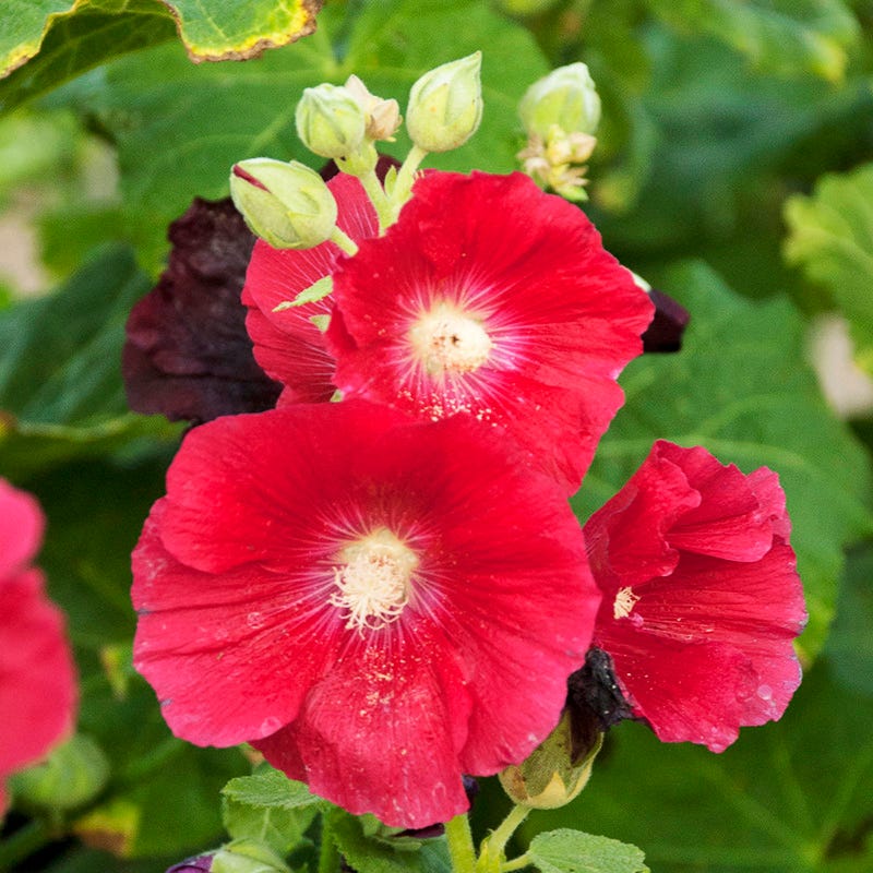 Mars Magic Single Hollyhock