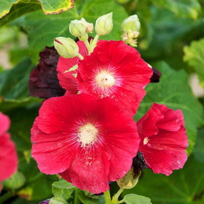 Mars Magic Single Hollyhock