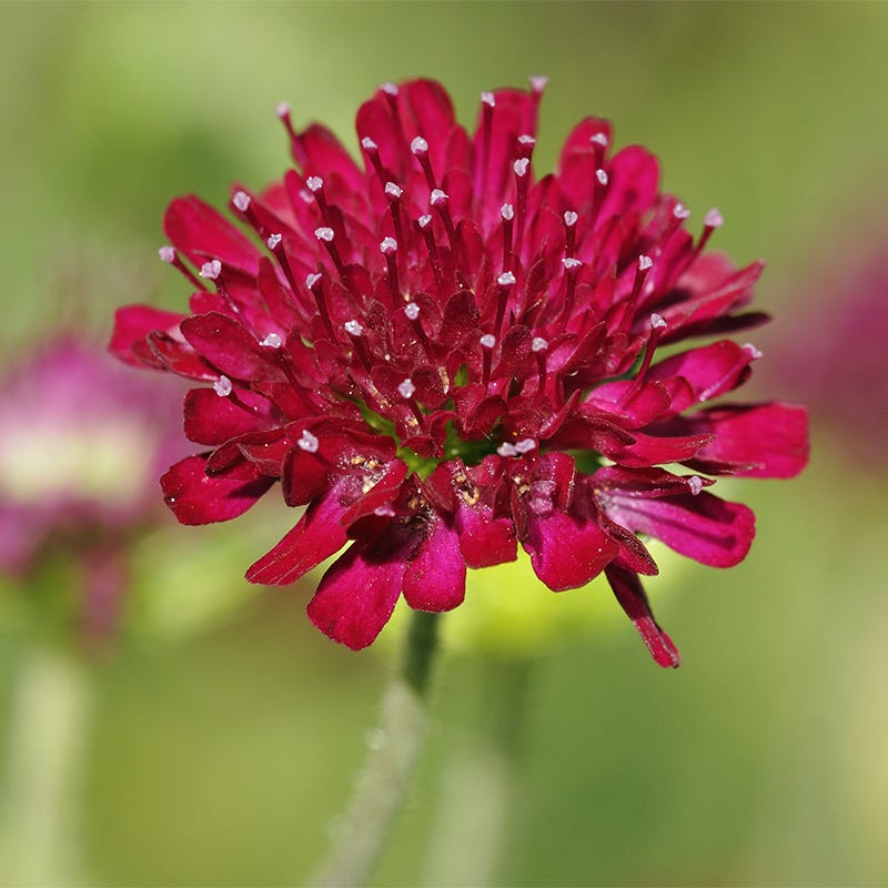 Mars Midget Pincushion Flower