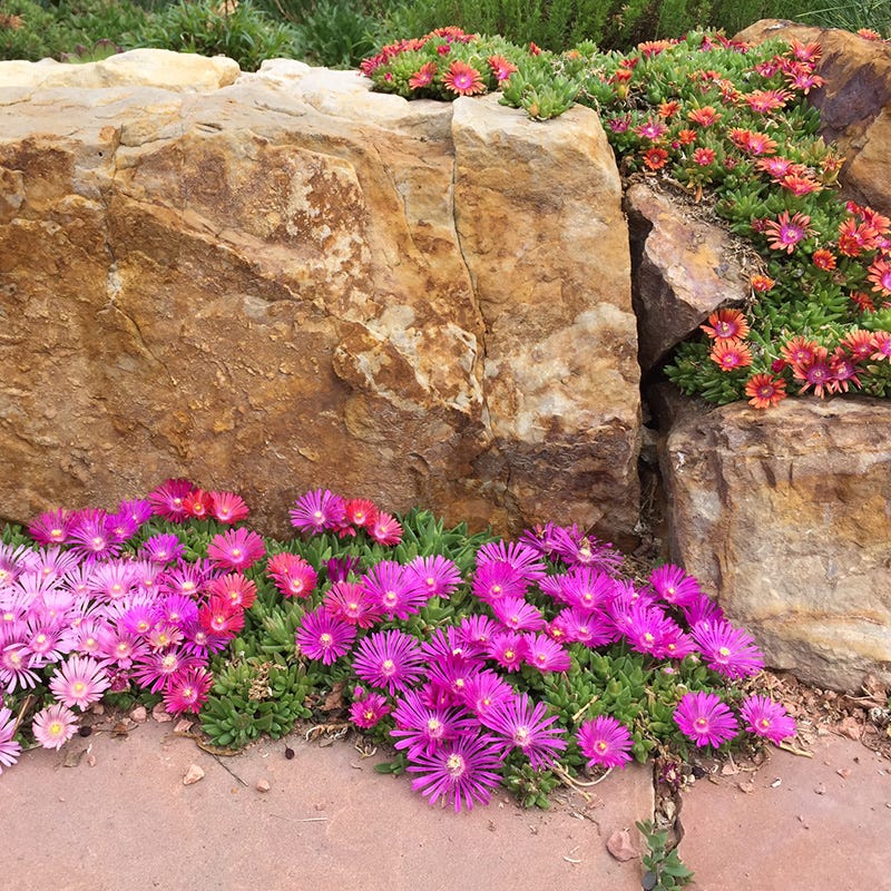 Ice Plant Collection (Delosperma)