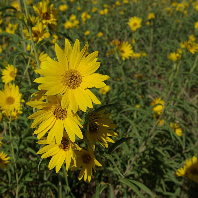 Maximilian Sunflower Seeds (Helianthus)