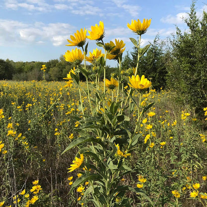 Maximilian Sunflower Seeds (Helianthus)