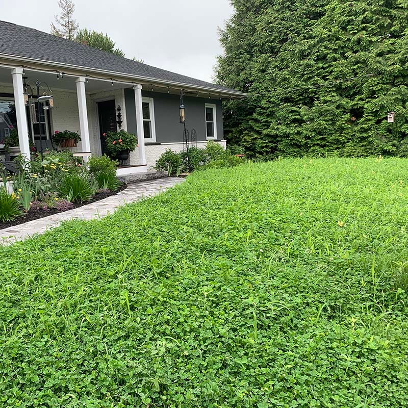 alternative lawn wildflower seed mix Microclover Low-Water Lawn Seed Mix