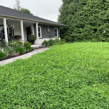 Microclover & Low-Water Lawn Seed Mix