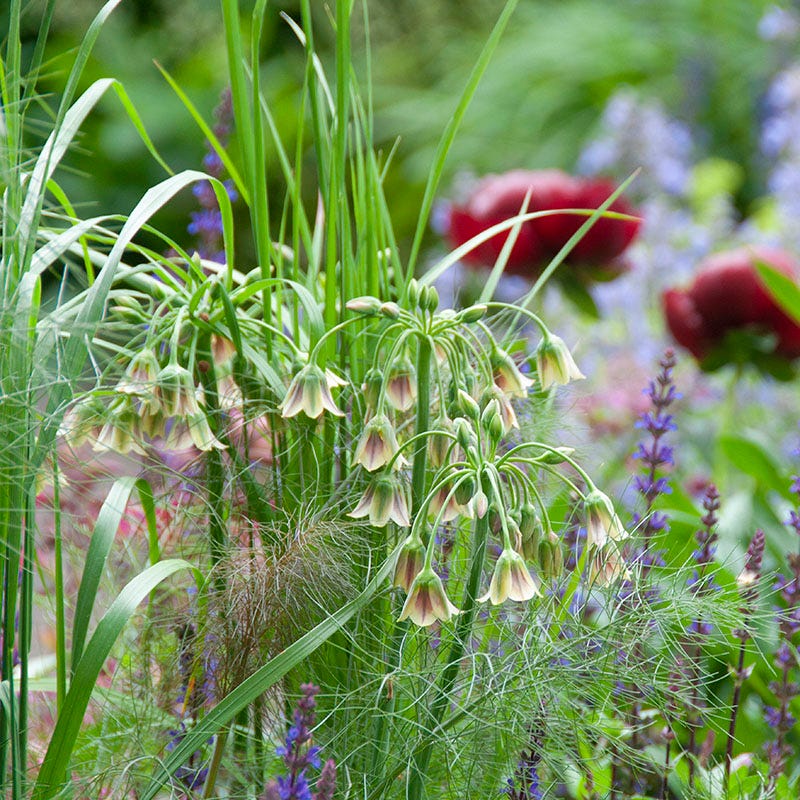 Mediterranean Bells Allium - Thumbnail 4