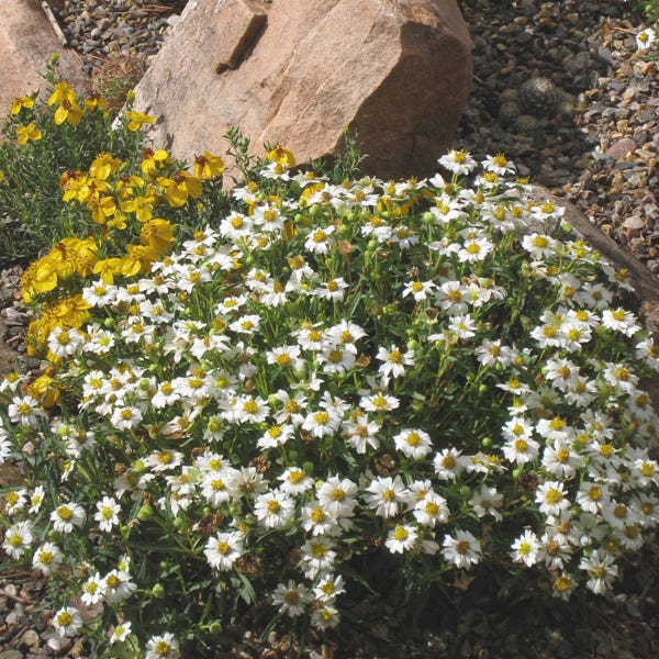 Blackfoot Daisy (Melampodium) - Thumbnail 2