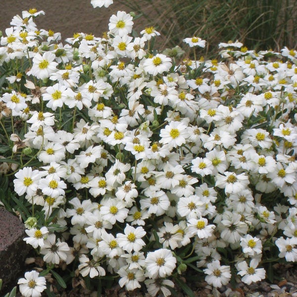 Blackfoot Daisy (Melampodium)