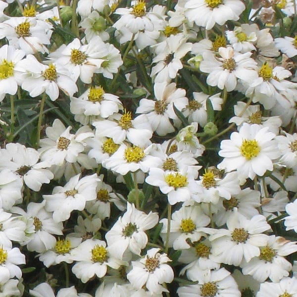 Blackfoot Daisy (Melampodium) - Thumbnail 3
