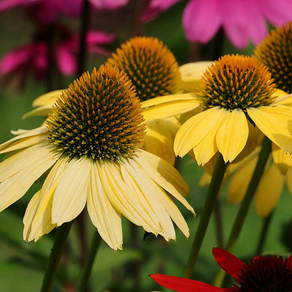 Mellow Yellows Echinacea
